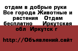 отдам в добрые руки - Все города Животные и растения » Отдам бесплатно   . Иркутская обл.,Иркутск г.